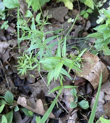 Galium arkansanum
