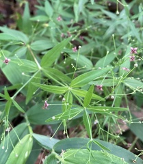 Galium arkansanum
