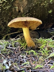 Cortinarius clandestinus