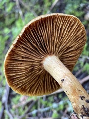 Cortinarius clandestinus