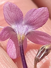Gilia leptantha purpusii