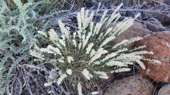 Melica persica