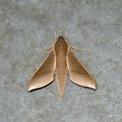 Xylophanes porcus
