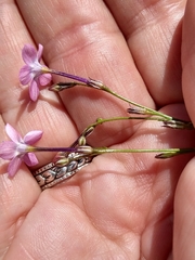 Gilia leptantha purpusii