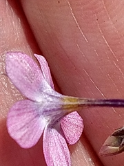 Gilia leptantha purpusii