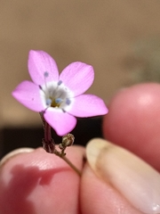 Gilia leptantha purpusii
