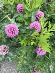 Trifolium pratense