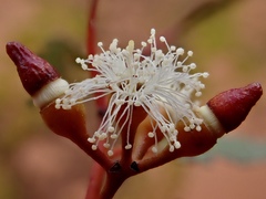 Eucalyptus socialis