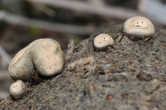 Poronia erici