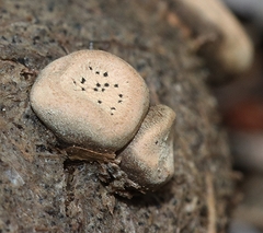 Poronia erici
