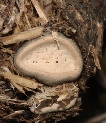 Poronia erici