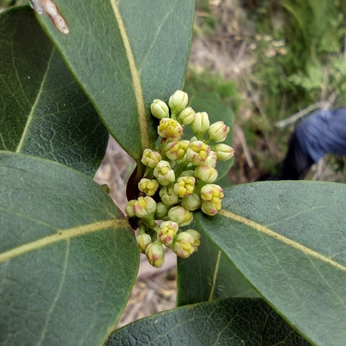 Nestegis sandwicensis