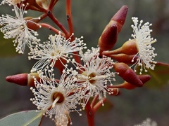 Eucalyptus socialis