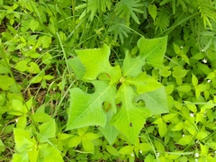 Euphorbia heterophylla