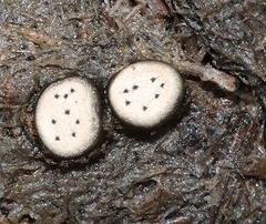 Poronia erici