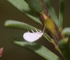 Coniopteryx maculithorax