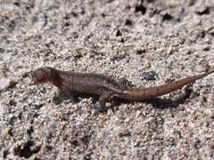 Lepidoblepharis sanctaemartae