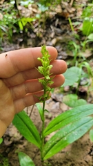 Platanthera flava