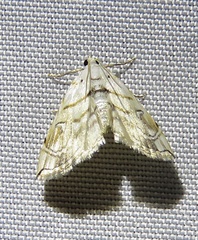 Neurophyseta
