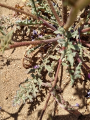 Gilia leptantha purpusii