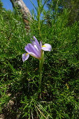 Iris xiphium