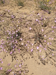 Gilia leptantha purpusii