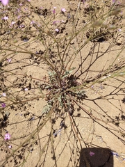 Gilia leptantha purpusii