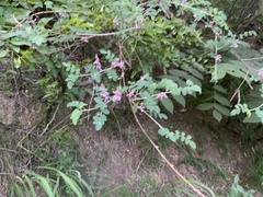 Indigofera bungeana