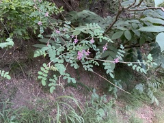 Indigofera bungeana