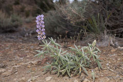 Lupinus argenteus palmeri