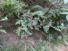 Indigofera bungeana
