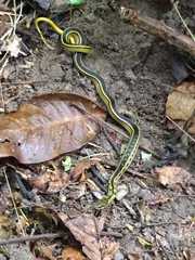 Erythrolamprus melanotus