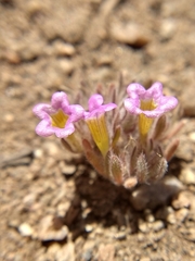 Nama aretioides