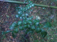 Cupaniopsis shirleyana