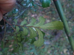 Cupaniopsis shirleyana