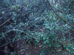 Cupaniopsis shirleyana