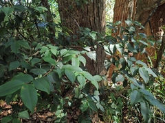 Pilidiostigma glabrum