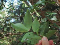 Pilidiostigma glabrum