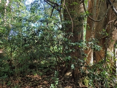 Pilidiostigma glabrum