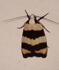 Zonopetala divisella