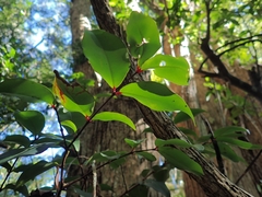 Pilidiostigma glabrum