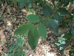 Pilidiostigma glabrum