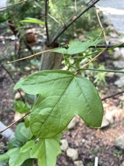 Passiflora suberosa