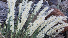 Melica persica