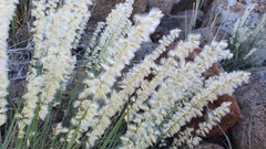 Melica persica