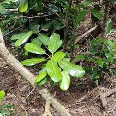 Planchonella sandwicensis