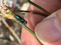 Chrysobothris cyanella