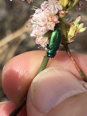 Chrysobothris cyanella