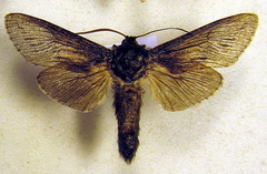 Deserticossus pulverulentus
