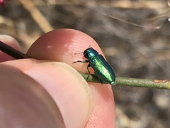 Chrysobothris cyanella